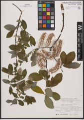 Foto von Salix appendiculata Vill.